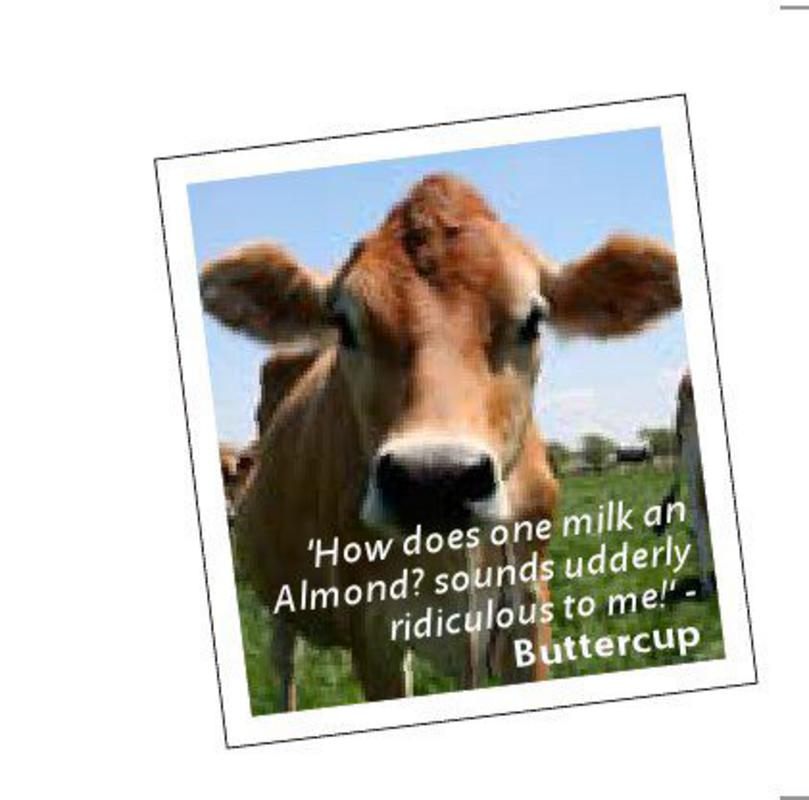 Buttercup a cow who is puzzled by almond milk